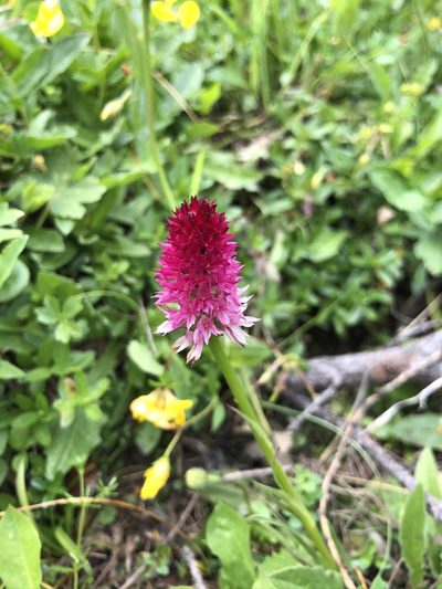 Gymnadenia bicolor, photographed by Thomas Ebner