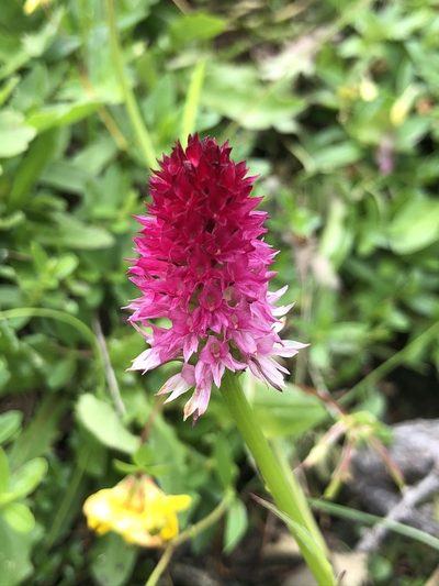 Gymnadenia bicolor, photographed by Thomas Ebner