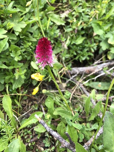 Gymnadenia bicolor, photographed by Thomas Ebner