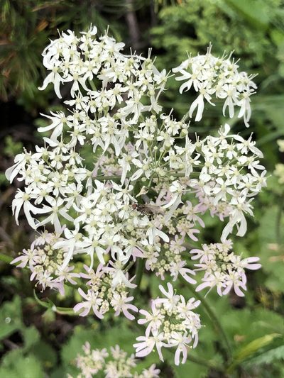 Heracleum austriacum, photographed by Thomas Ebner