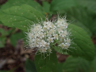Spiraea corymbosa, photographed by Evan M. Raskin