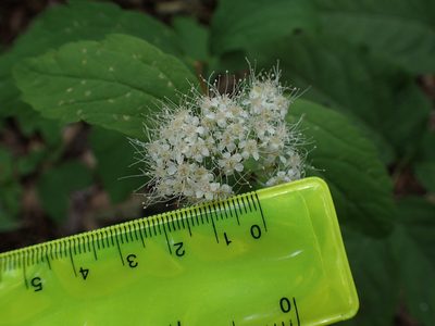 Spiraea corymbosa, photographed by Evan M. Raskin