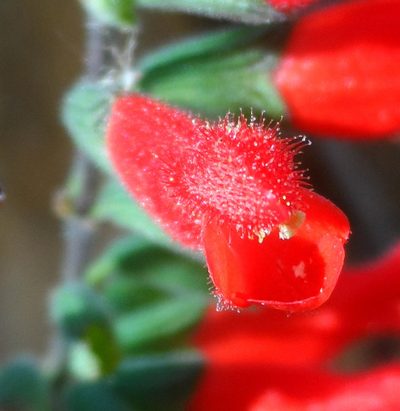 Salvia adenophora, photographed by Eugenio Padilla