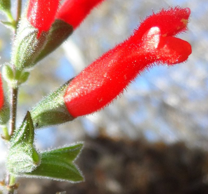 Salvia adenophora, photographed by Eugenio Padilla