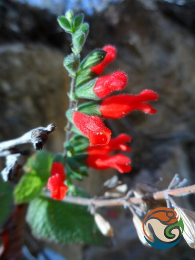 Salvia adenophora, photographed by Eugenio Padilla