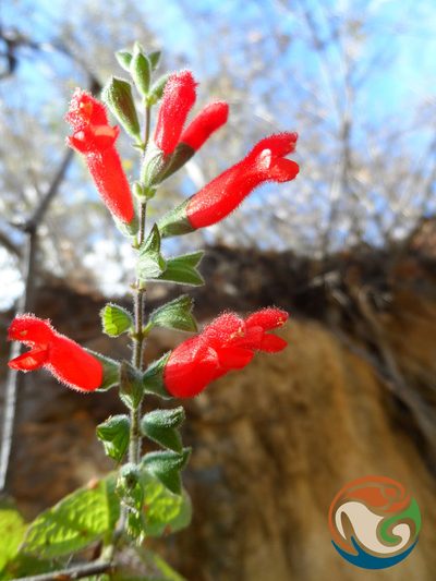 Salvia adenophora, photographed by Eugenio Padilla
