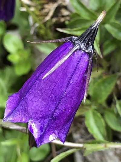 Campanula pulla, photographed by Thomas Ebner