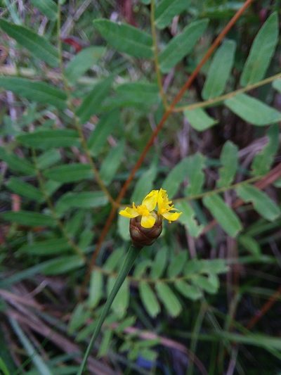 Xyris stricta, photographed by Will McFarland