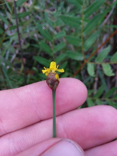 Xyris stricta, photographed by Will McFarland