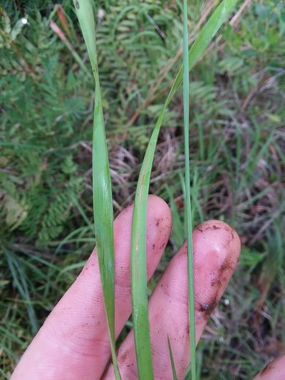 Xyris stricta, photographed by Will McFarland