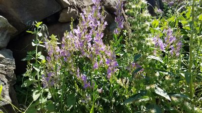 Penstemon venustus, photographed by Charles Swift