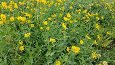 Helianthella uniflora, photographed by Charles Swift