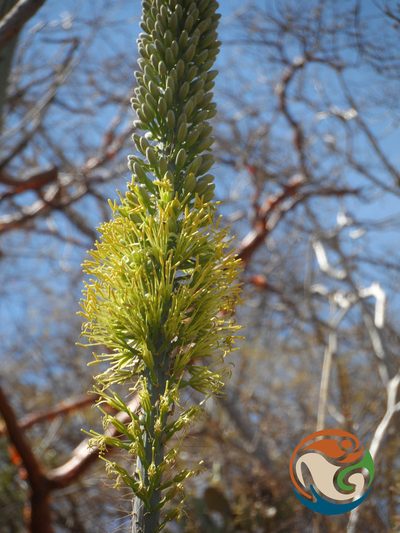 Agave angustiarum, photographed by Eugenio Padilla