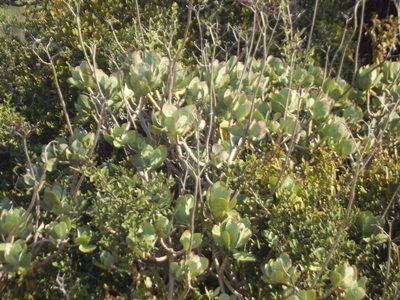 Cotyledon velutina, photographed by Dave Brown