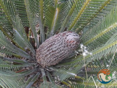 Dioon planifolium, photographed by Eugenio Padilla