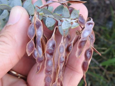 Acacia cultriformis, photographed by Sam Kieschnick