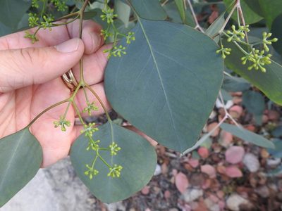 Eucalyptus polyanthemos, photographed by Sam Kieschnick