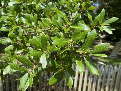 Quercus hemisphaerica, photographed by Alan Weakley