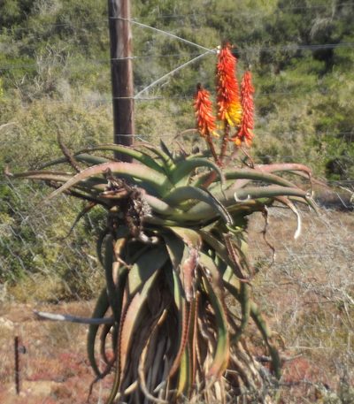 Aloe africana, photographed by Dave Brown