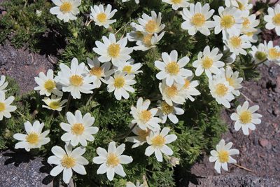 Anemone drummondii, photographed by Paul McClellan