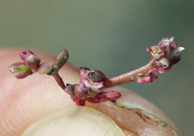 Cistanthe rosea, photographed by Steve Matson