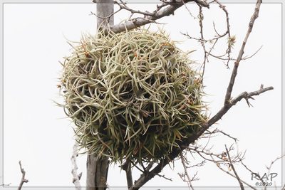 Tillandsia retorta, photographed by RAP