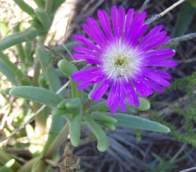 Delosperma cooperi, photographed by Nicola van Berkel