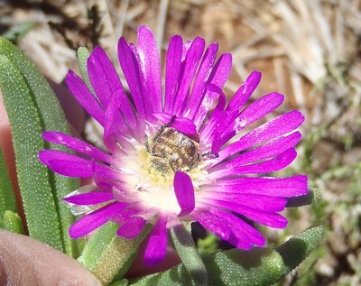 Delosperma cooperi, photographed by Nicola van Berkel