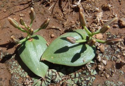 Eriospermum corymbosum, photographed by Nicola van Berkel