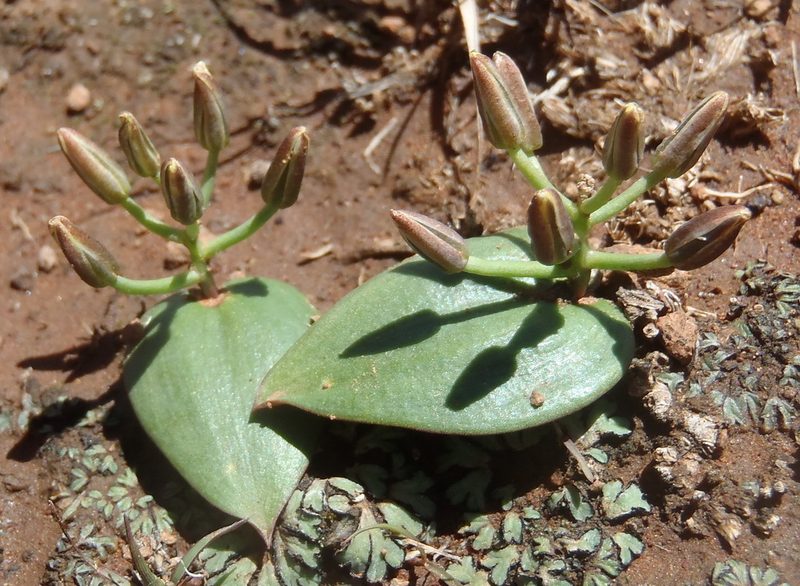 Eriospermum corymbosum, photographed by Nicola van Berkel