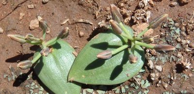 Eriospermum corymbosum, photographed by Nicola van Berkel