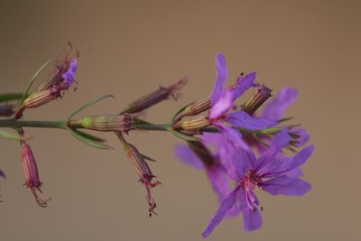 Lythrum virgatum, photographed by Вячеслав Юсупов