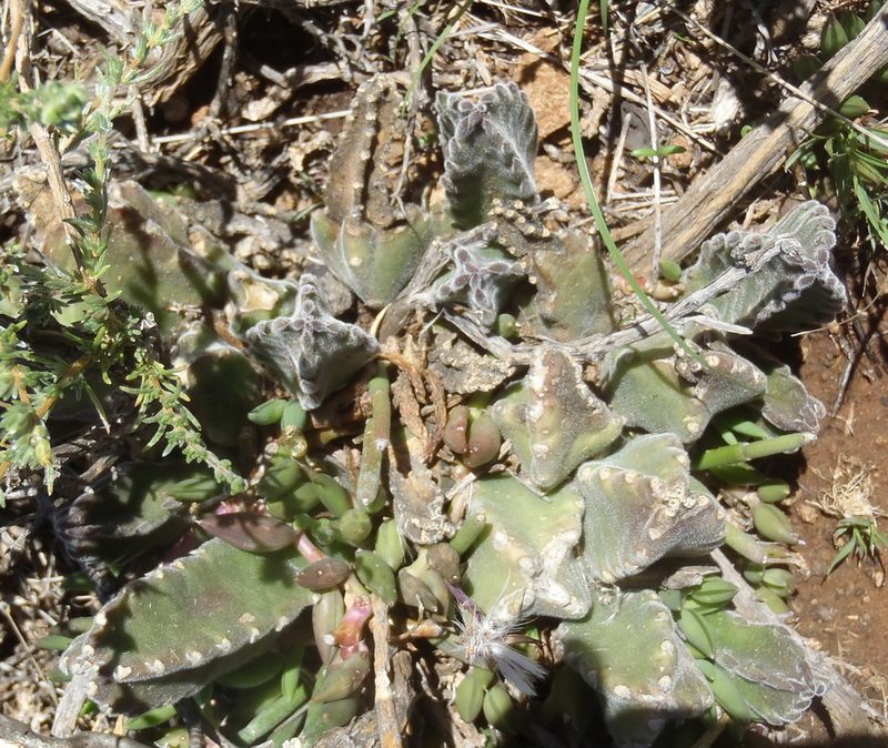 Stapelia grandiflora, photographed by Nicola van Berkel