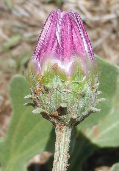 Arctotis venusta, photographed by Nicola van Berkel