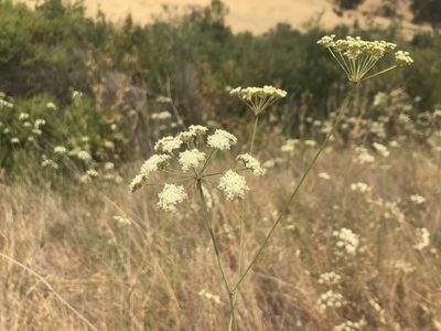 Perideridia kelloggii, photographed by katherinef2