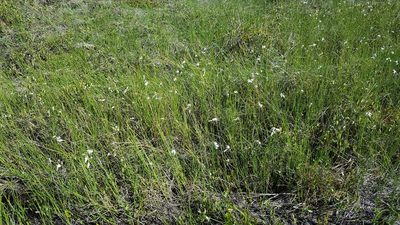 Eriophorum tenellum, photographed by Norma Malinowski