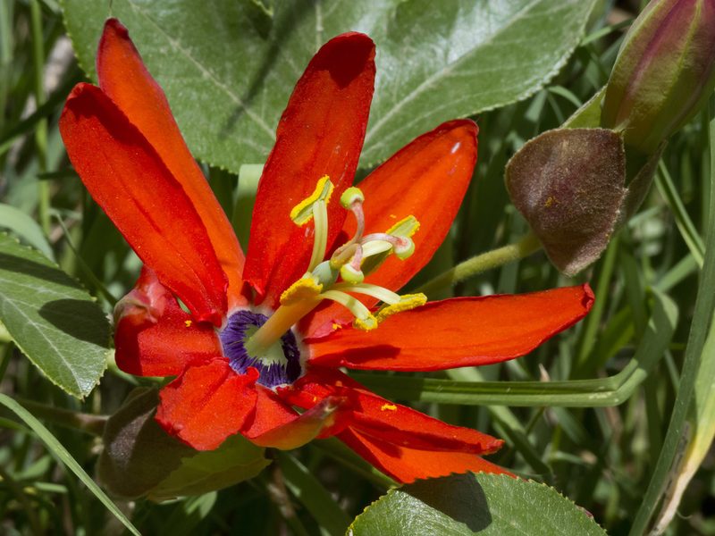 Passiflora manicata, photographed by Manuel Ortiz