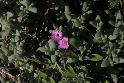 Amphibolia laevis, photographed by Tony Rebelo