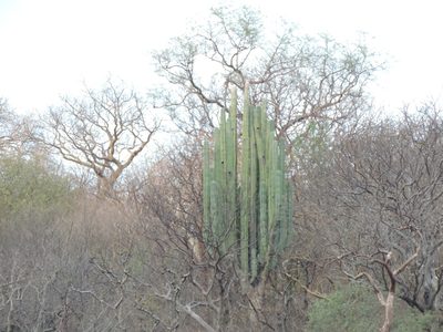 Pachycereus weberi, photographed by Sandino Guerrero