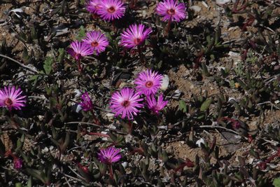 Cephalophyllum rostellum, photographed by Tony Rebelo