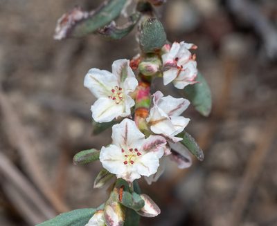 Polygonum shastense, photographed by Don Loarie