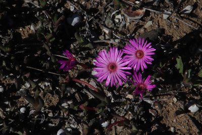 Cephalophyllum rostellum, photographed by Tony Rebelo