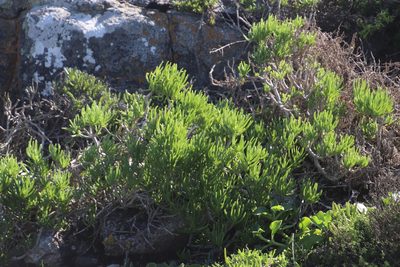 Senecio sarcoides, photographed by Tony Rebelo