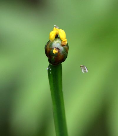 Xyris difformis, photographed by Lauren McLaurin