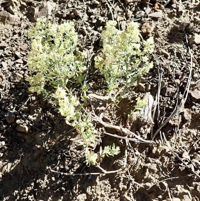 Galium serpenticum, photographed by John Brew