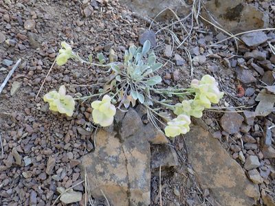 Physaria alpestris, photographed by John Brew