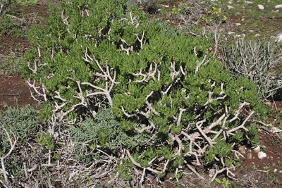 Senecio sarcoides, photographed by Tony Rebelo
