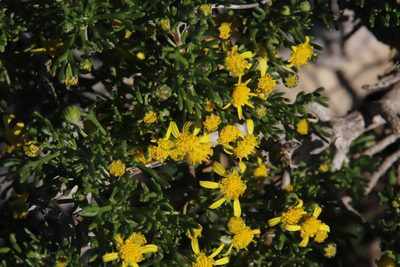 Euryops multifidus, photographed by Tony Rebelo