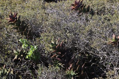 Aloe distans, photographed by Tony Rebelo