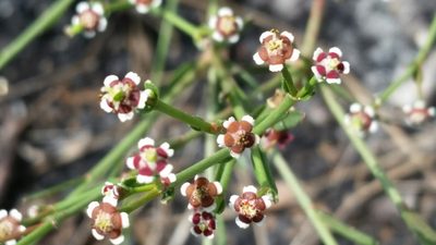 Euphorbia polyphylla, photographed by Jay Horn